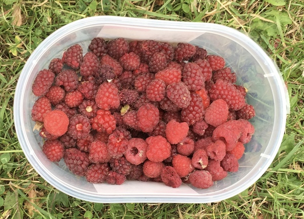Allotment/Veg Patch Thread 14 ! growing into summer