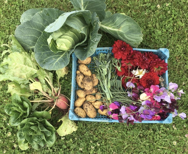 Allotment/Veg Patch Thread 14 ! growing into summer