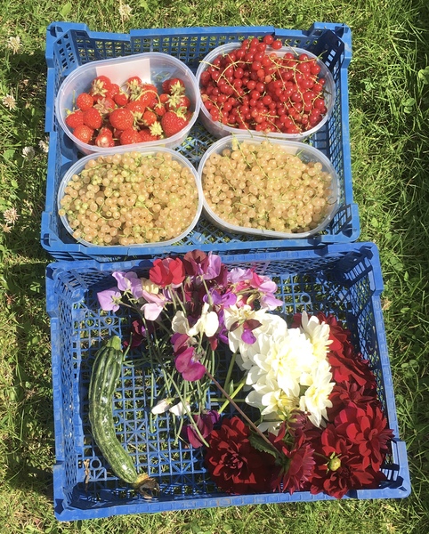Allotment/Veg Patch Thread 14 ! growing into summer