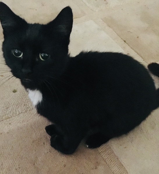 To ask if you have any suggestions re: spayed cat still yowling