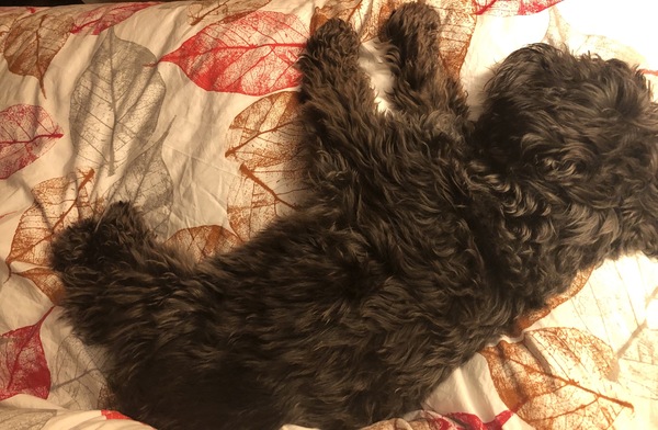 To think you don’t need a mansion to be able to have a dog?!