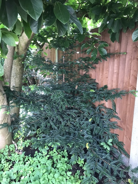 Can I move a yew tree?