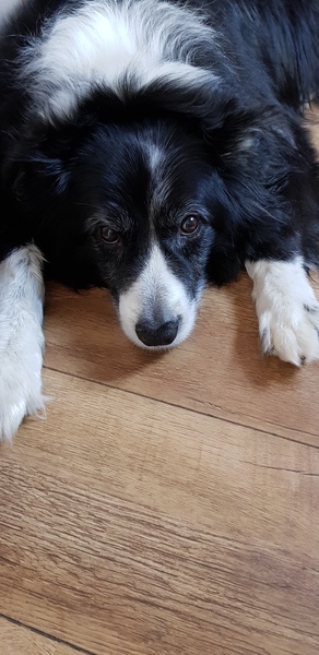 My old boy