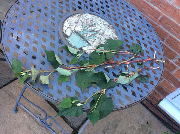 Lemony stick-it plant ?