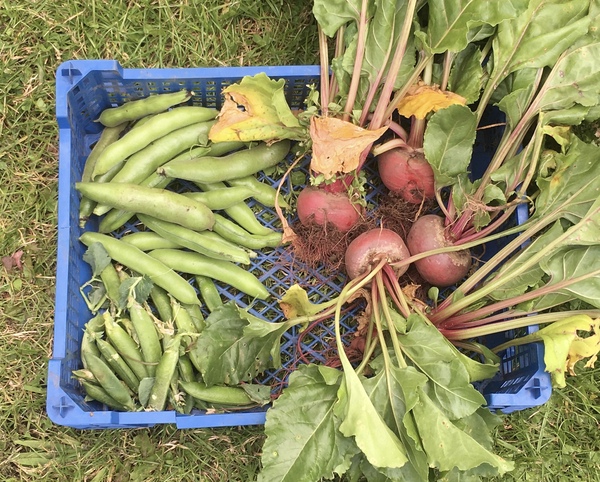 Allotment/Veg Patch Thread 14 ! growing into summer