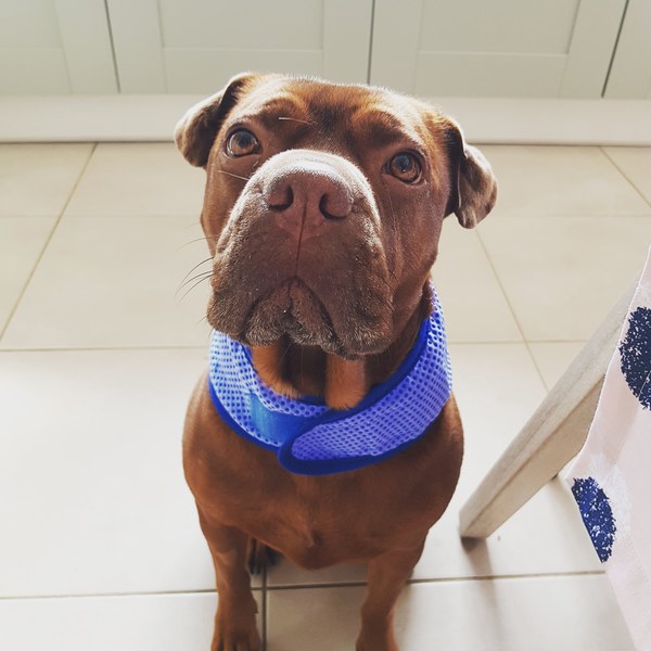 A Sunday night dog photo thread