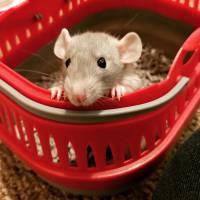 To let my hamster be a house hamster?