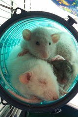 Rats, the full story, please!