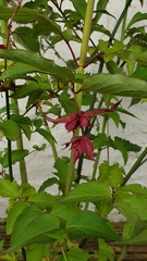 Plant ID help please!