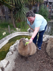 Animal encounters
