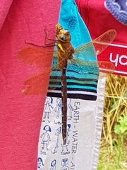WTF is this and will it kill me?
