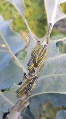 Allotment/Veg Patch Thread 14 ! growing into summer