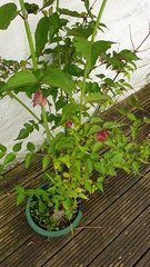 Plant ID help please!
