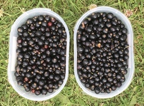 Allotment/Veg Patch Thread 14 ! growing into summer