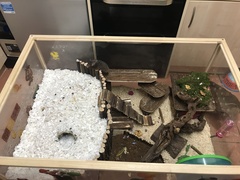 To let my hamster be a house hamster?