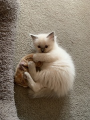 Ragdoll kittens update thread