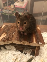 To let my hamster be a house hamster?