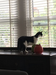 To think we'll just get more mice?