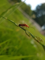 To ask what this insect is?