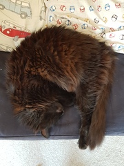 Cats and hot weather