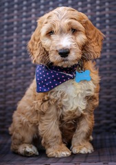 Cockapoo puppy