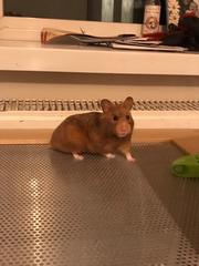 To let my hamster be a house hamster?