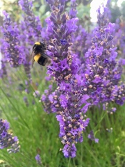 Any Witches Here? Part 9.