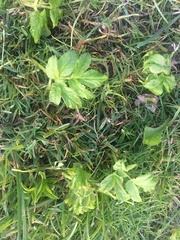 Advice needed on how to get rid of this mysterious weed!