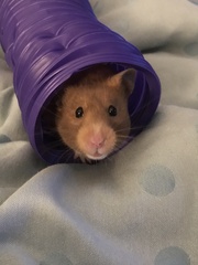 To let my hamster be a house hamster?
