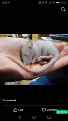 Rats, the full story, please!