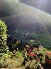 Allotment/Veg Patch Thread 14 ! growing into summer