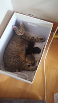 Cat- kittens-baby..