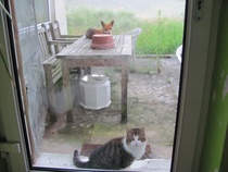 Cats vs foxes