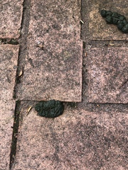 More unidentified shit in the garden