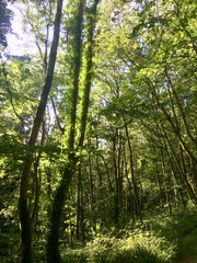 Any Witches Here? Part 9.