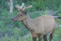 Westministenders: A New Approach? No chance.