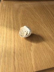 Birds nest in the garden