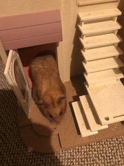 To let my hamster be a house hamster?