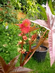 Can anyone tell me what this plant is?