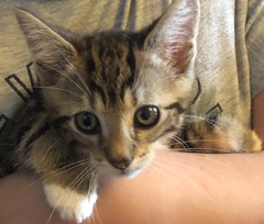 One or two kittens