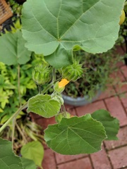 Identification please - exotic stowaway