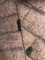 More unidentified shit in the garden