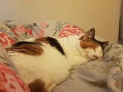 How do cats know?