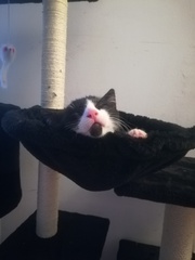 'Adopt don't shop' - tell me about your rescue cats