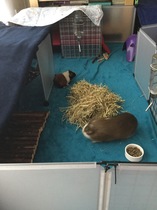 New piggy (with obligatory pigtures)!