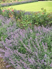 What is this plant? Is it mint?