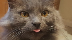 Kittens or cats