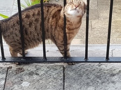 Next door's -thug- cat