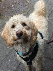 New miniature poodle puppy advice!