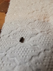 To ask you what the hell these bugs are and how I get rid of them?!